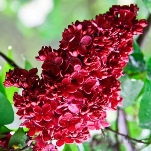 Liliac Rosu Double Syringa – Ghiveci 2L - înălțime la livrare 70-90cm - Aqua Flowers