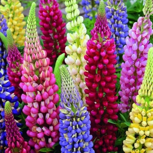 Lupinus - Mix – Pachet 3 rădăcini - Aqua Flowers