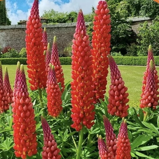 Lupinus - Red Rum – Pachet 1 Rădăcină - Aqua Flowers