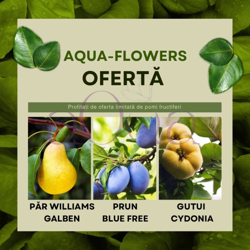 Ofertă! Păr Williams Galben, Prun Bluefree și Gutui Cydonia - Rădăcină Ambalată - Aqua Flowers