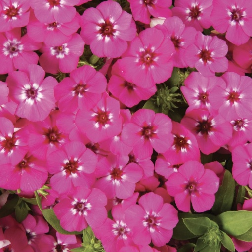 Phlox - Pink Brumrele – Pachet 1 rădăcină - Aqua Flowers