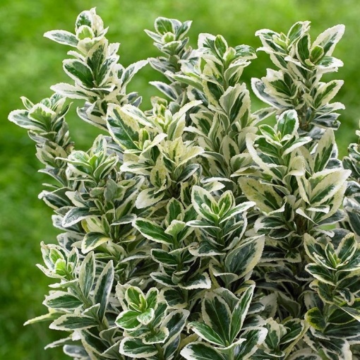 Plantă de exterior perena - Euonymus japonicus - Kathy – Plantă la ghiveci - Aqua Flowers