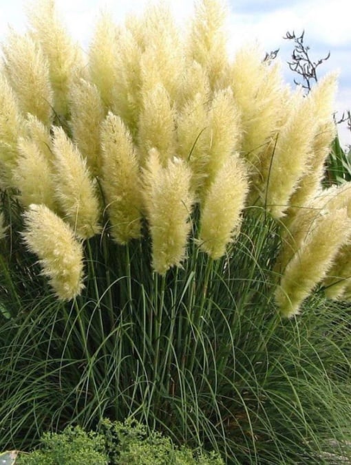 Plantă decorativă - Pampas - Floraria Aqua