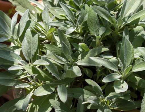 Plante aromatice - Salvie - Ghiveci