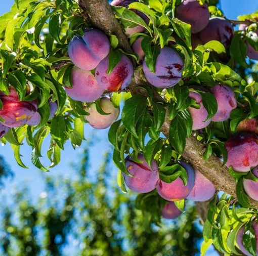 Prun - Rădăcină Ambalată - Pom Fructifer Productiv, cu Fructe Dulci și Sănătoase - Aqua Flowers