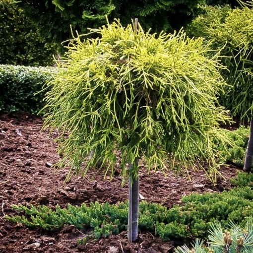 Thuja -Plicata whipecord - ghiveci 2L