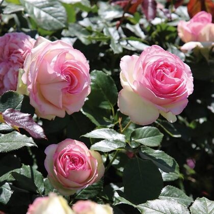 Trandafiri cățǎrători - Eden Rose - Ghiveci 2L - Aqua Flowers