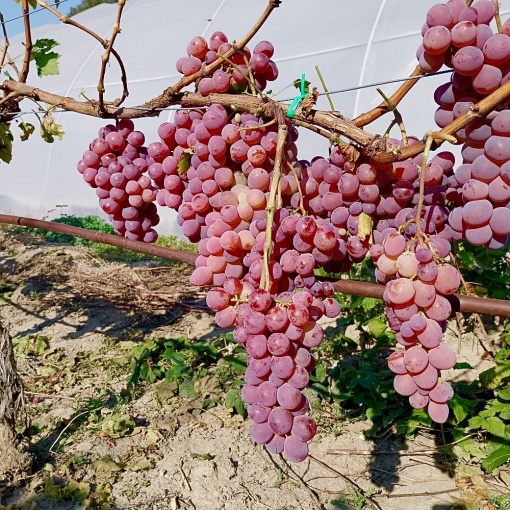 Vita de Vie - Chasselas - Anul 2 - Ghiveci 2L - Aqua Flowers