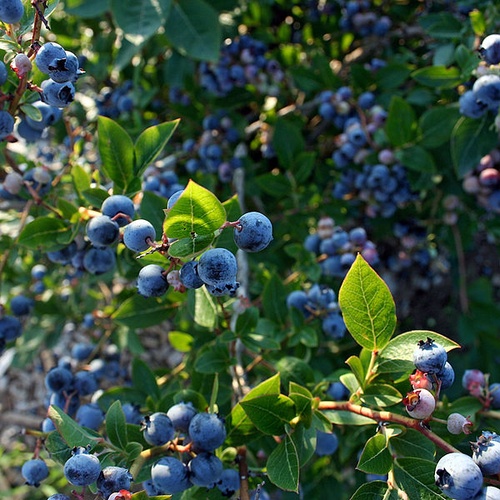 Afin Canadian - Pom Fructifer Rezistent cu Fructe Dulci și Aromate pentru Grădina Ta - Rădăcina ambalată - Aqua Flowers