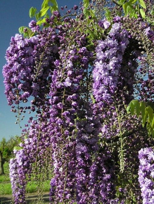 Arbore/arbust - Glicina (Wisteria) - Aqua Flowers