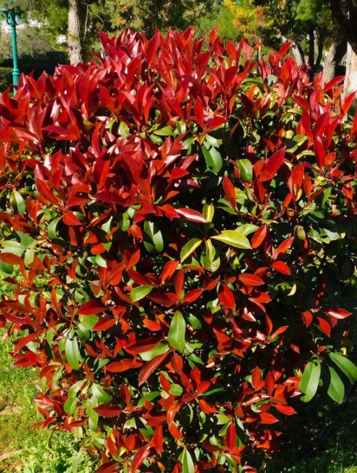 Arbore/arbust - Photinia - Aqua Flowers