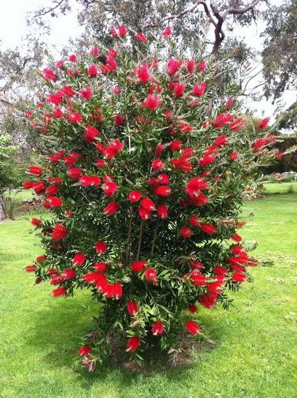 Arbust ornamental - Callistemon Citrinus - Ghiveci 3L - înălțime 90-120 cm la livrare - Tufa - Aqua Flowers