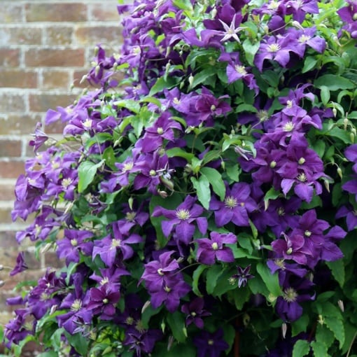 Arbust ornamental - Clematis - Polish Spirit - ghiveci P9 - Aqua Flowers