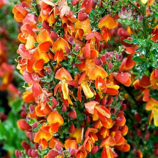 Arbust ornamental - Cytisus - Lena - ghiveci 1.5L - Aqua Flowers