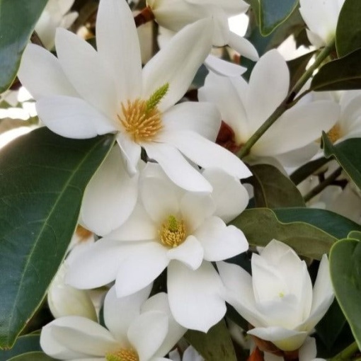 Arbust ornamental - Magnolia Cream Fairy - Ghiveci