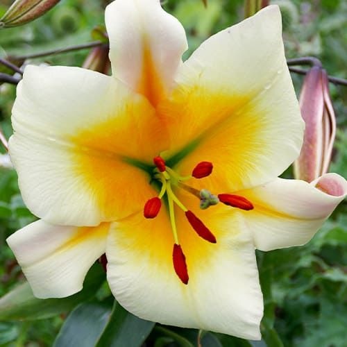 Bulb Crin Miss Peculiar – Pachet 1 Bulb