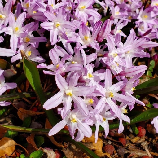 Bulbi Chionodoxa - Rosea – 5 bulbi