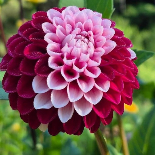 Bulbi Dalia Gigant Bloody Flamingo - 1 Bucată (Rădăcină)