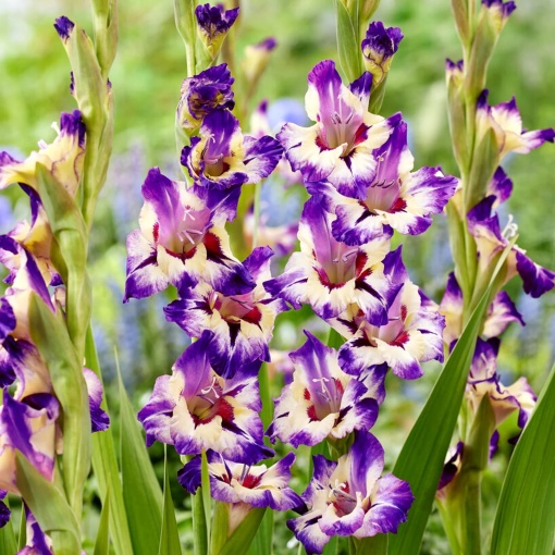 Bulbi Gladiole - Circus Club – Pachet 3 Bulb