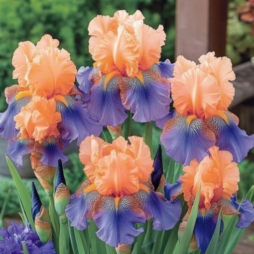 Bulbi Iris Germanica - Solar Symphony – Pachet 1 Bulb