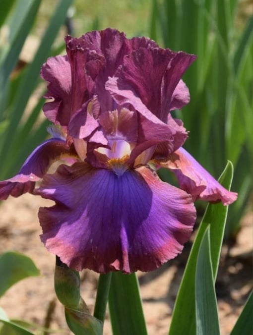 Bulbi Iris Hollandica - Bronze Purple (5 bulbi) - Aqua Flowers