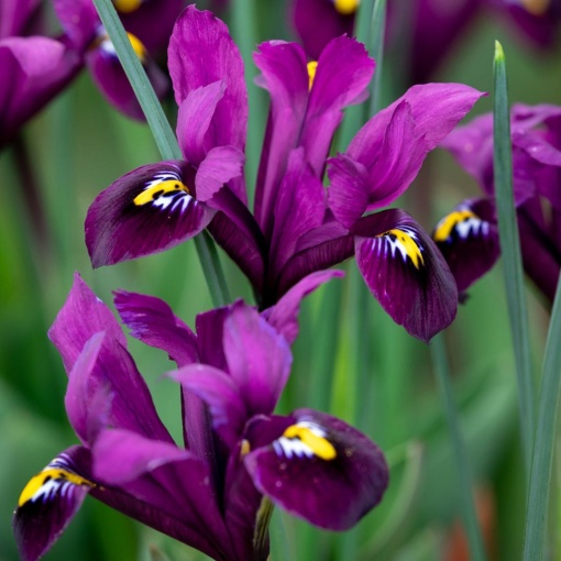 Bulbi Iris Hollandica - Pachet 5 Bulbi