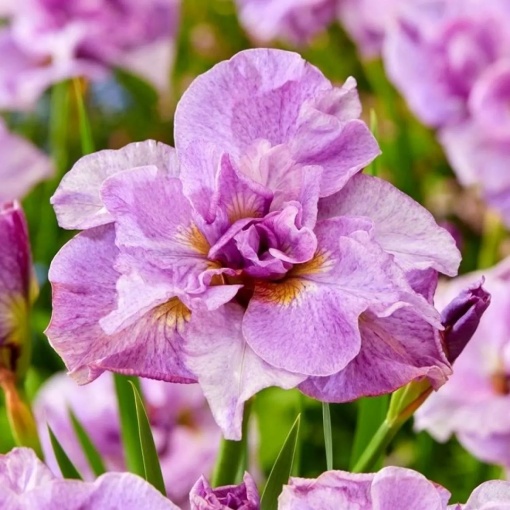 Bulbi Iris Sibirica - Pink Parfait – Pachet 1 Bulb - Aqua Flowers
