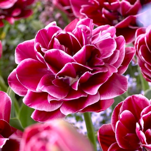 Bulbi Lalele Dream Touch – Pachet 5 Bulbi