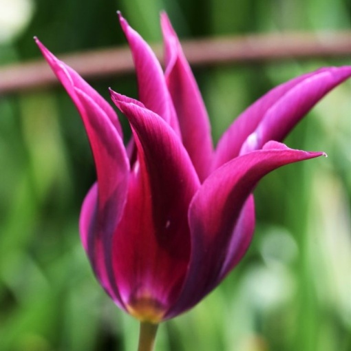 Bulbi Lalele Purple Dream – Pachet 5 Bulbi