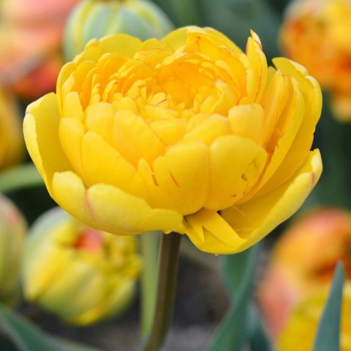 Bulbi Lalele Yellow Pomponette – Pachet 5 Bulbi