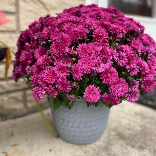 Crizantemă Mov – Ghiveci