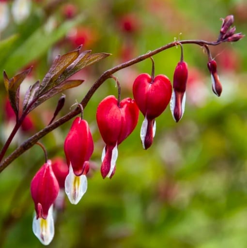 Dicentra - Valentine – Pachet 1 Rădăcină - Aqua Flowers