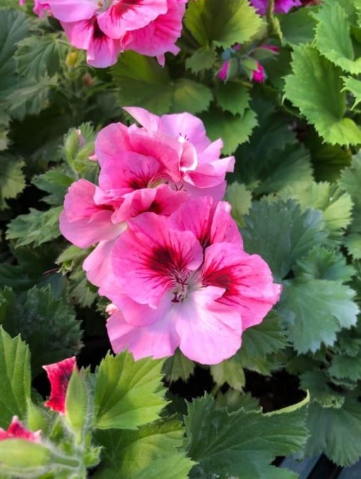 Floare terasă/balcon - Mușcată englezească - Aqua Flowers