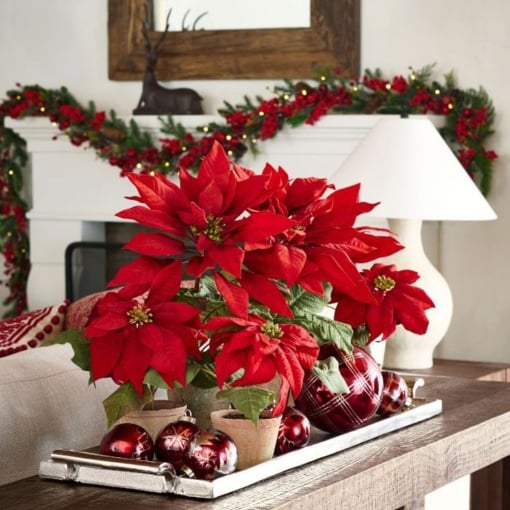 Floarea Crăciunului - Crăciuniță - Poinsettia Roșie la Ghiveci, 25-30 cm Înălțime - Aqua Flowers