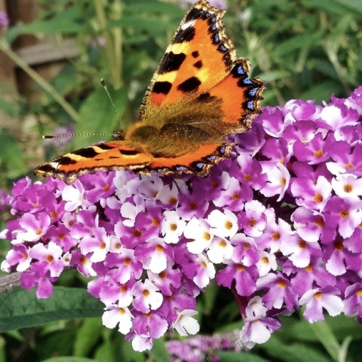 Liliac de Vara – Buddleja davidii Berries and Cream – Ghiveci P15 – Ghiveci - Aqua Flowers