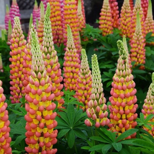 Lupinus - Gladiator – Pachet 1 Rădăcină - Aqua Flowers