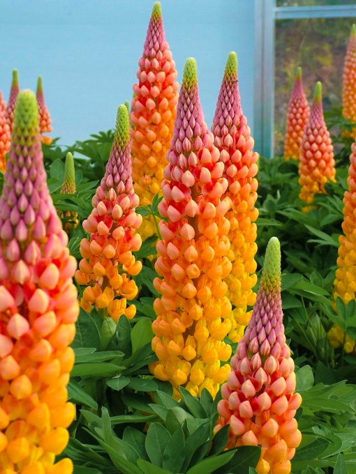 Lupinus - Gladiator – Pachet 1 Rădăcină