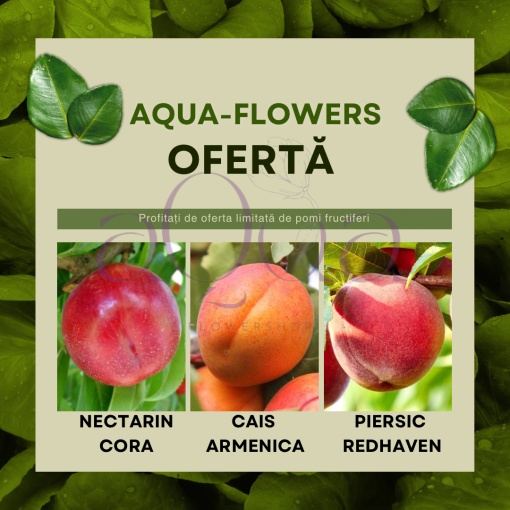 Ofertă! Nectarine Cora, Cais Armeniaca și Piersic Redhaven - Rădăcină Ambalată - Aqua Flowers