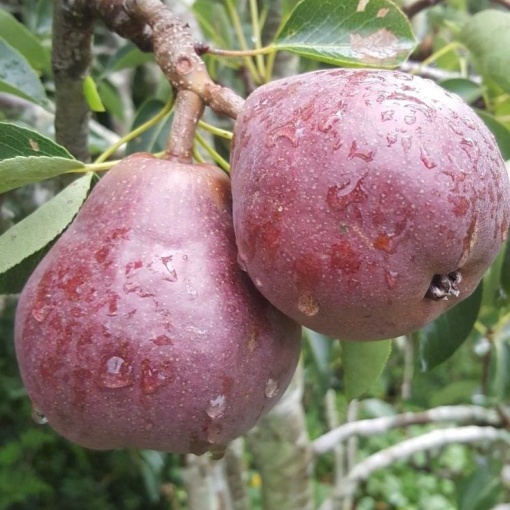 Par Red Barron - Anul 2-3 - Înălţime la livrare 170-190 cm