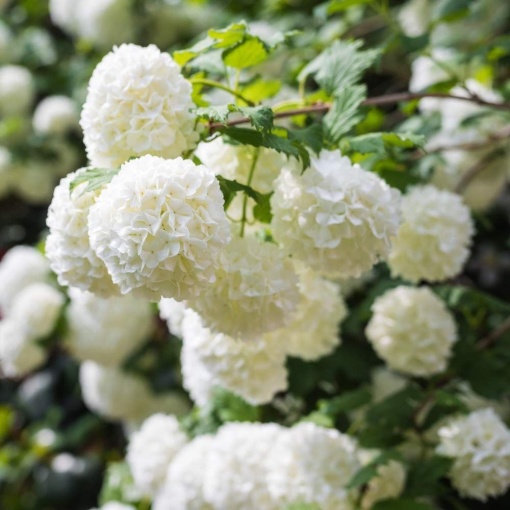 Plantă de exterior- Bulgare de zapada - Viburnum Opulus – Plantă la ghiveci 3L - Aqua Flowers