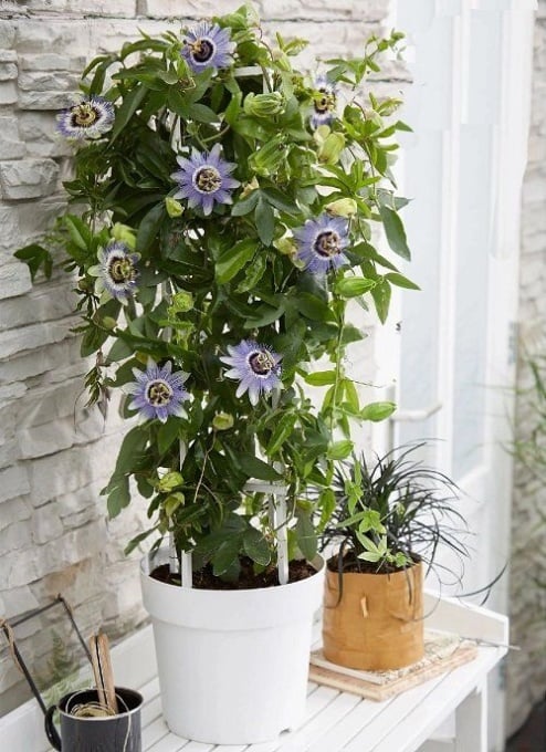 Plantă decorativă - Passiflora caerulea - ghiveci 2L - Aqua Flowers