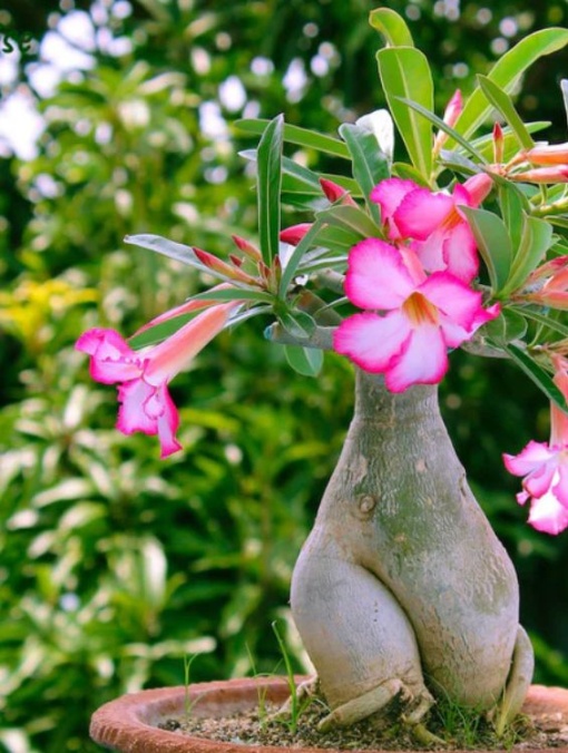 Plantă interior - Adenuim - Aqua Flowers