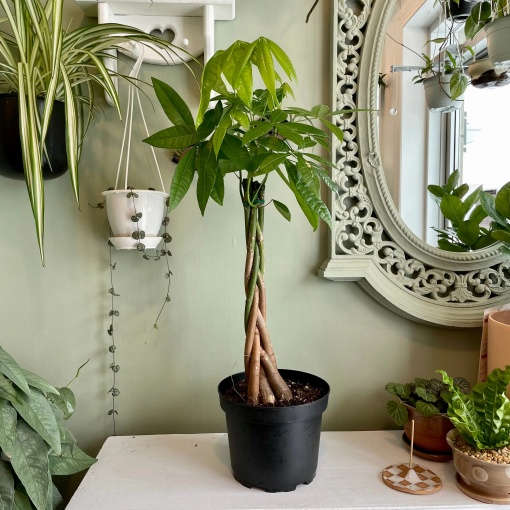 Plantă interior - Pachira Aquatica (planta banilor)