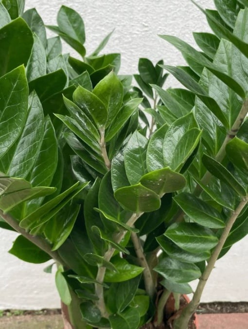 Plantă interior - Zamioculcas - Aqua Flowers