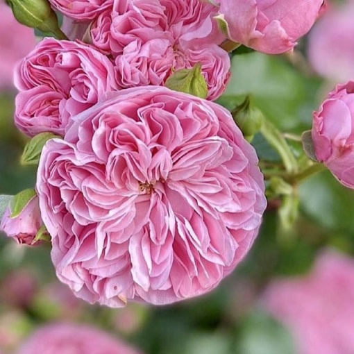 Trandafiri cățărător - Blush Royale - Rădăcină Ambalată