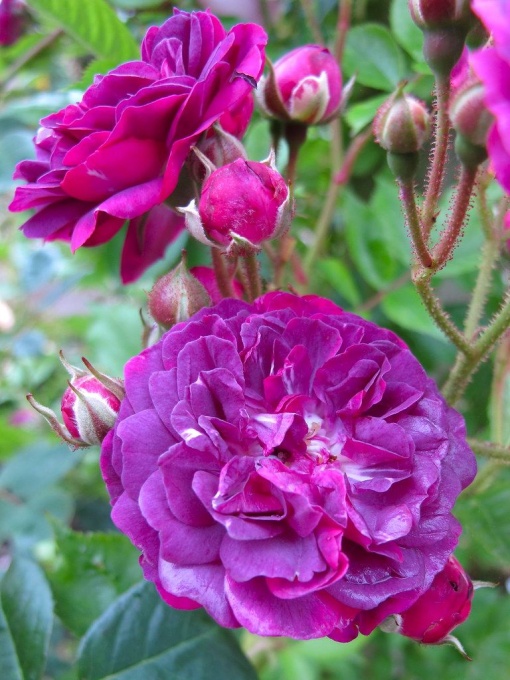 Trandafiri cățărător - Pink Purple - Ghiveci 3L - Aqua Flowers