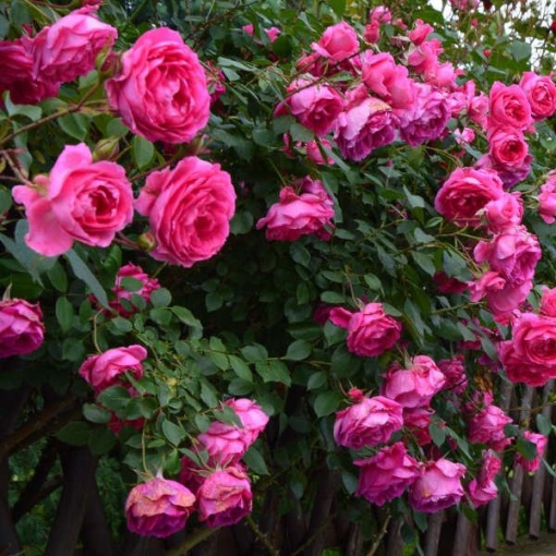 Trandafiri cățǎrători - Cyclamen - Rădăcină Ambalată