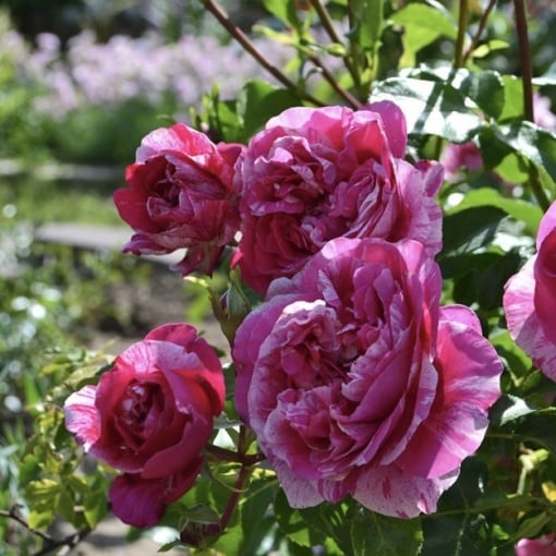 Trandafiri cățǎrători - Ines Sastre - Rădăcină Ambalată - Aqua Flowers