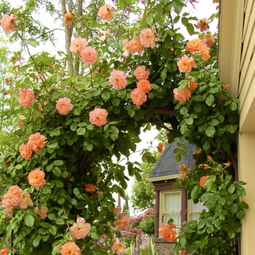 Trandafiri cățǎrători - La Villa Cotta - Ghiveci 2L - Aqua Flowers