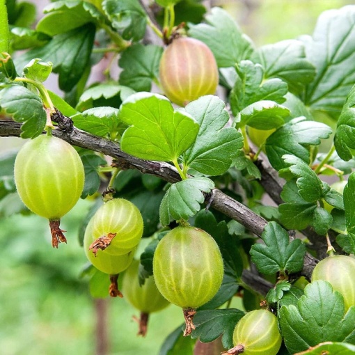Agris verde - Ghiveci 2L